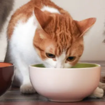 Kitten Eating from a White Bowl